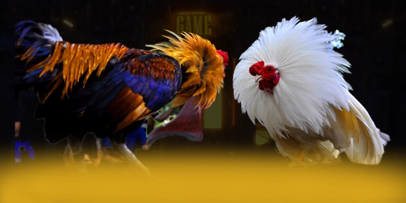 CONGA6789 - Đánh giá chung về thương hiệu với đầy đủ ưu điểm nổi bật. CONGA6789 - Đánh giá chung về thương hiệu với đầy đủ ưu điểm nổi bật.