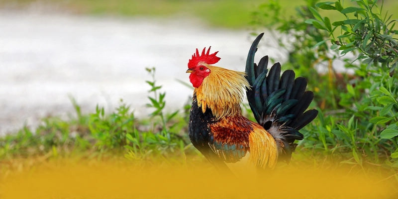 Trải nghiệm W88 - Cổng giải trí phổ biến nhất cho người chơi
Trải nghiệm W88 - Cổng giải trí phổ biến nhất cho người chơi