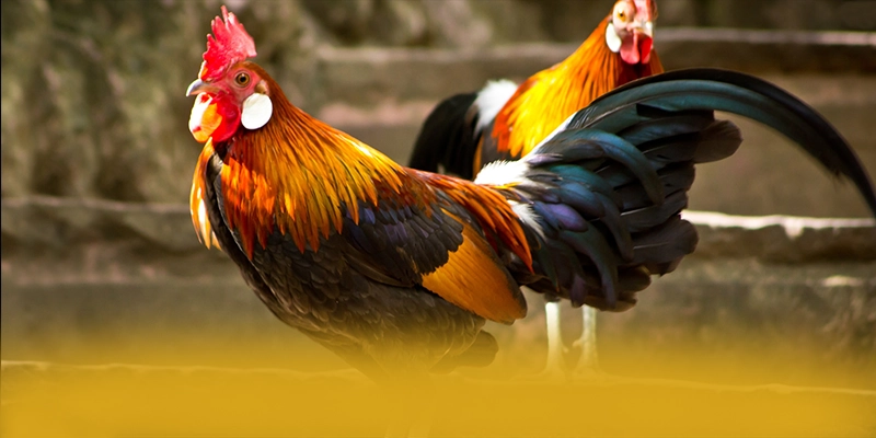 CONGA6789 - Cổng game nhiều khuyến mãi siêu hot được người chơi tin tưởng – Khám phá chương trình CONGA6789 CONGA6789 - Cổng game nhiều khuyến mãi siêu hot được người chơi tin tưởng – Khám phá chương trình CONGA6789