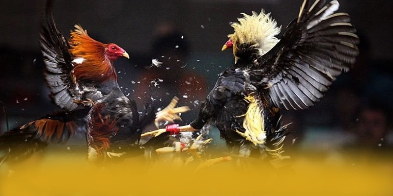 Giới thiệu GEM88 - Sân chơi được đánh giá cao được giới cược thủ tin tưởng
Giới thiệu GEM88 - Sân chơi được đánh giá cao được giới cược thủ tin tưởng