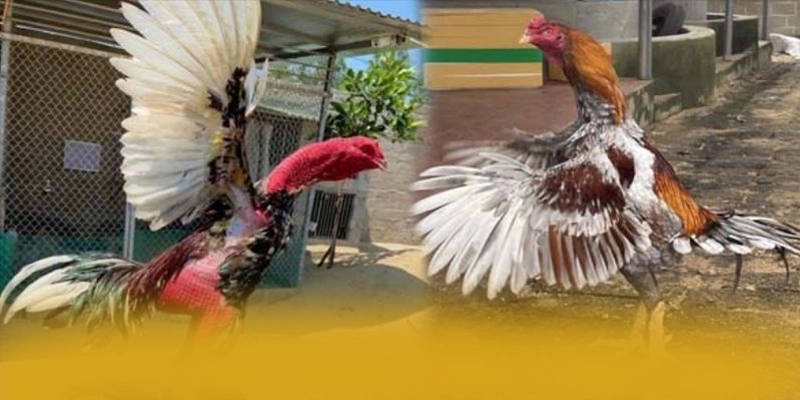 CONGA6789 – Cổng giải trí được yêu thích nhất, được cộng đồng đánh giá tích cực. CONGA6789 – Cổng giải trí được yêu thích nhất, được cộng đồng đánh giá tích cực.