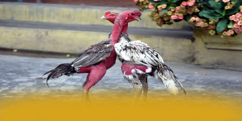 GO8 - Cổng game mang đến thế giới game đa dạng được game thủ lựa chọn – Khám phá ngay GO8 GO8 - Cổng game mang đến thế giới game đa dạng được game thủ lựa chọn – Khám phá ngay GO8