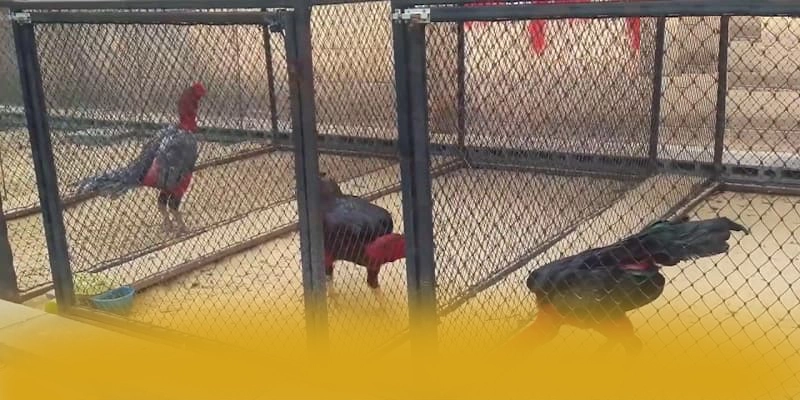 GEM88 - Thương hiệu game trực tuyến có danh mục game hấp dẫn được game thủ lựa chọn – Trải nghiệm GEM88 GEM88 - Thương hiệu game trực tuyến có danh mục game hấp dẫn được game thủ lựa chọn – Trải nghiệm GEM88